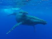 ocean encounters whale watch